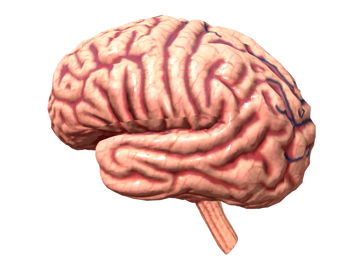 3D model of a human brain in left lateral view, with numbered regions labeled with facts about Julian Weaver